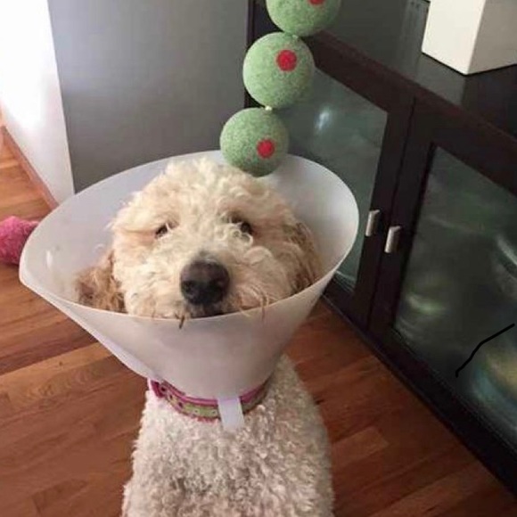 Meet your Posher, Jherd - Picture 1 of 1